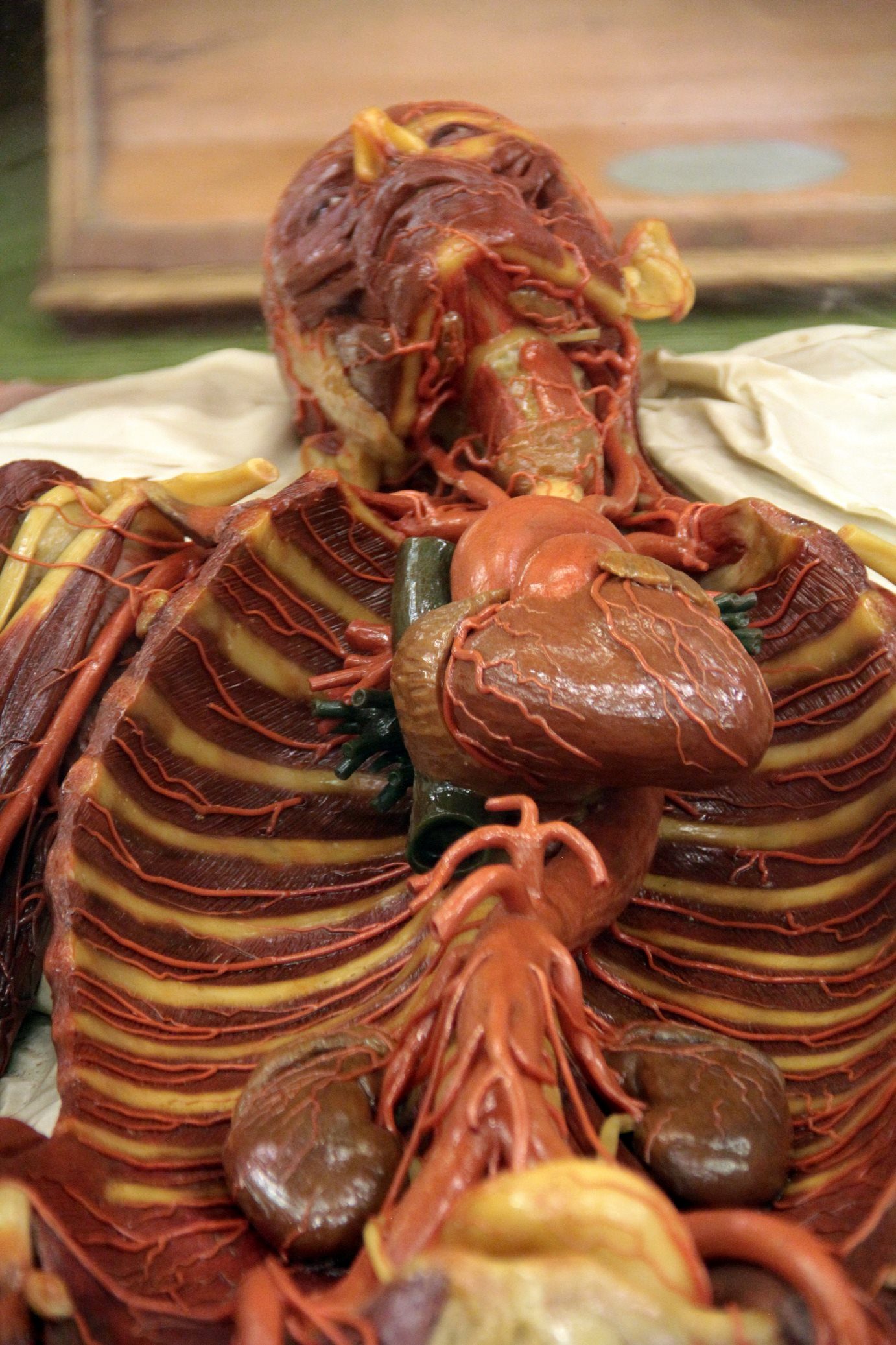La Specola, The Natural History Museum of the University of Florence (10).JPG